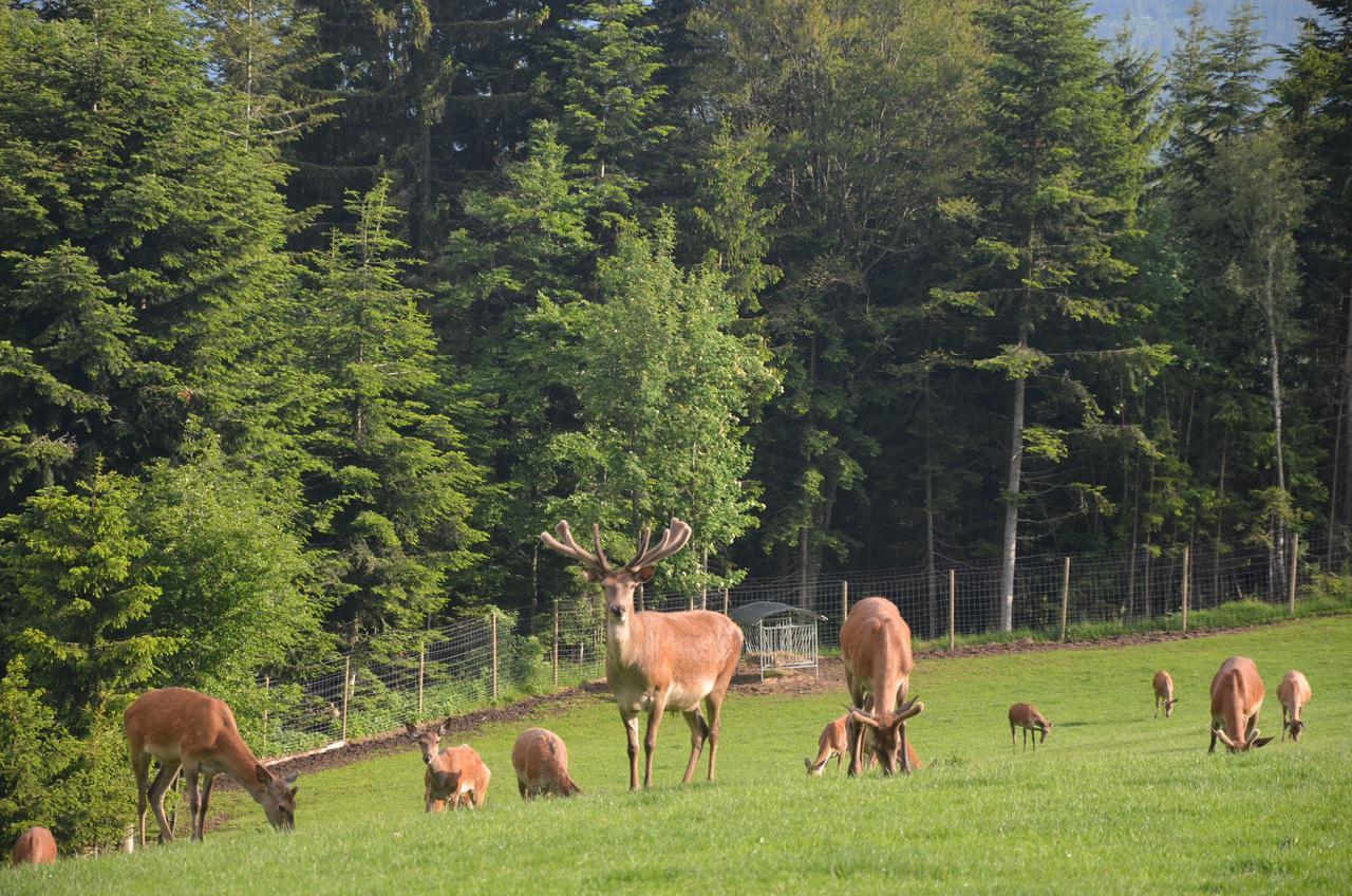 Wildwiesenhof Miesenbach  Extérieur photo